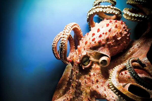 Kraken зайти на сайт