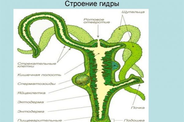 Официальный сайт kraken kraken clear com
