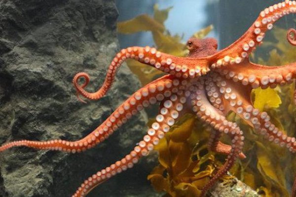 Кракен магазин kraken clear com